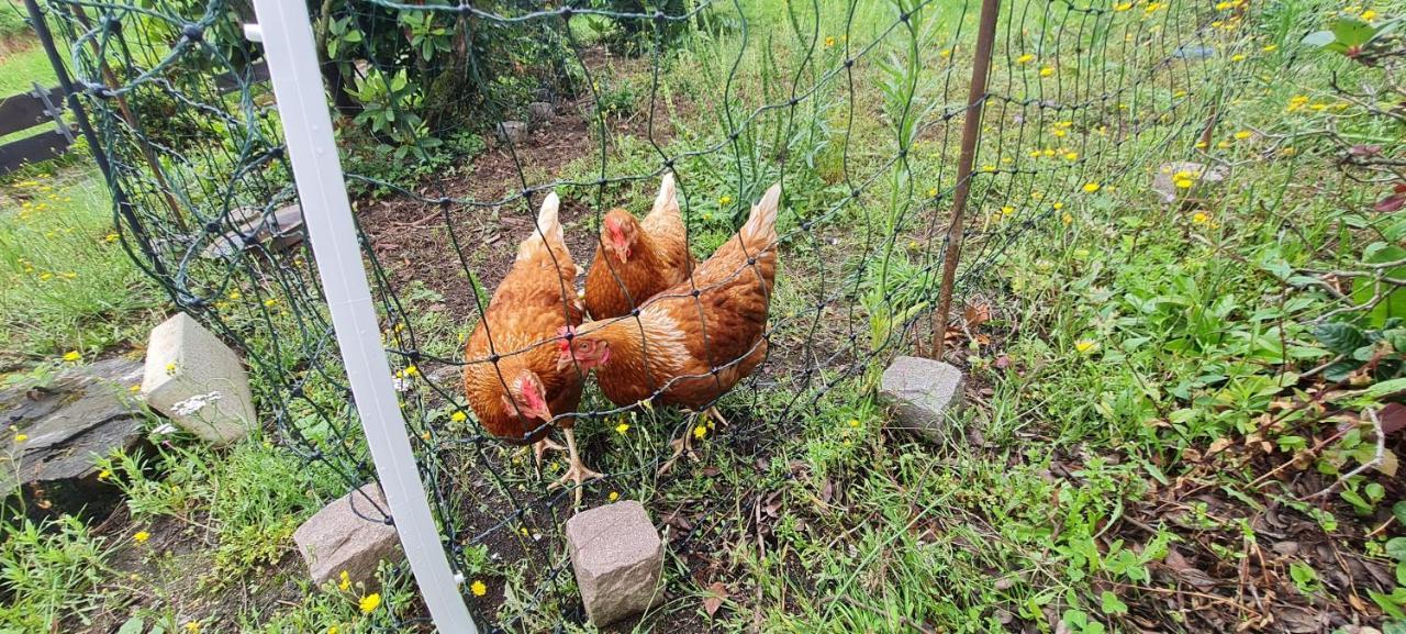 Ferienwohnung Im Gruenen Heppenheim  Exteriér fotografie
